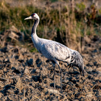 Common crane / Eurasian crane