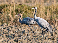 Common crane / Eurasian crane