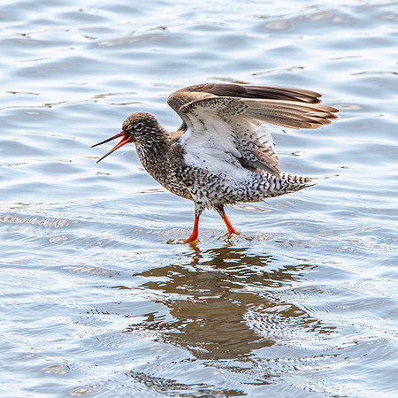 Redshank