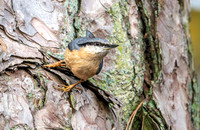 Nuthatch