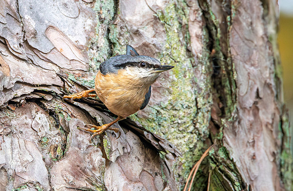 Nuthatch