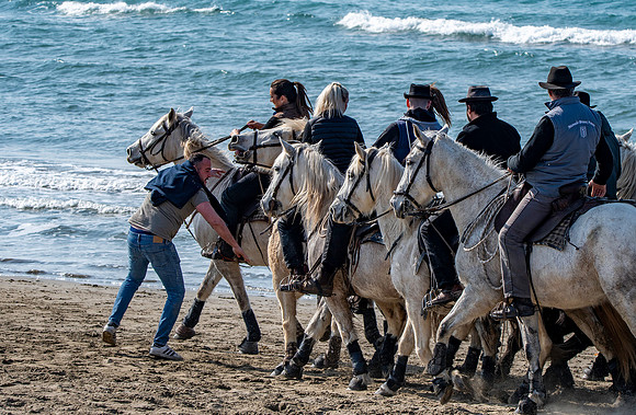 Camargue white horse