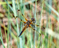 Four spotted chaser
