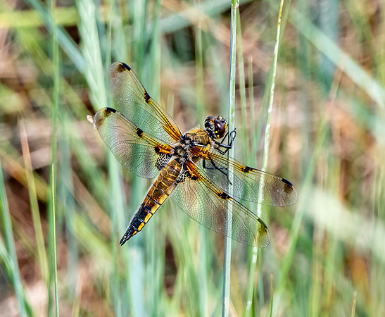 Four spotted chaser