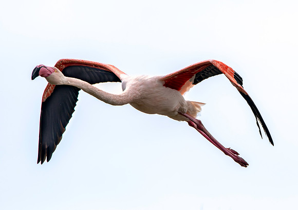 Greater flamingo