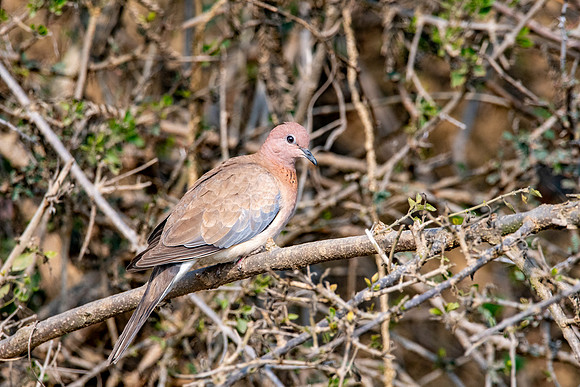 Laughing dove / Little brown dove