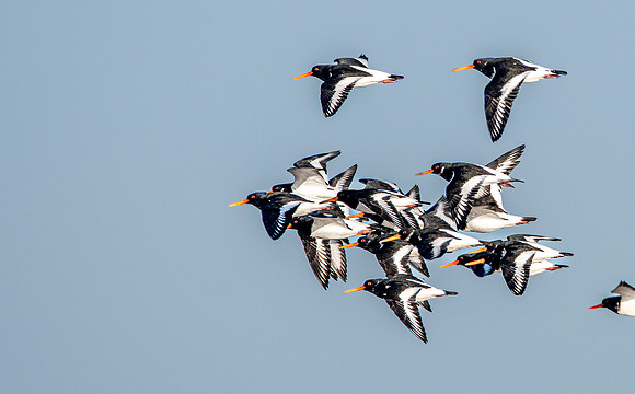 Oystercatchers in flight