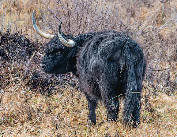 Highland cattle