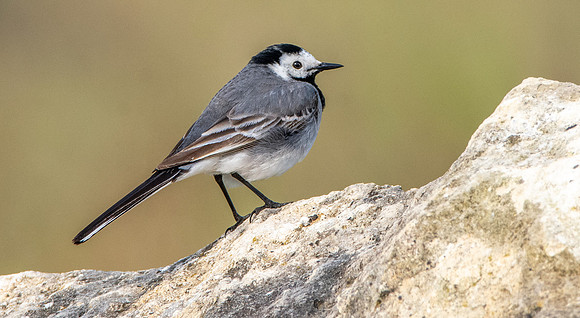 White wagtail