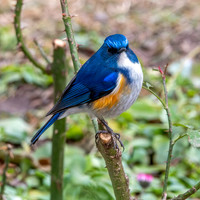 Himalayan bluetail