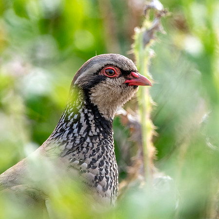Red legged partridge