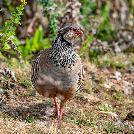 Red legged partridge