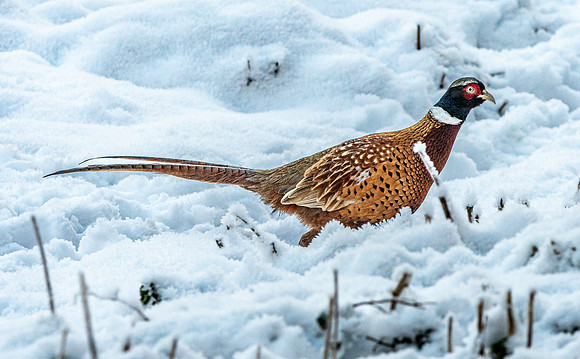 Pheasant in the snow