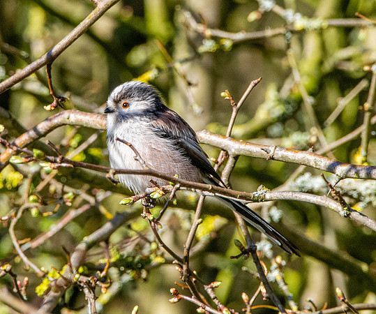 Long tailed tit