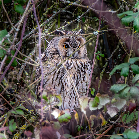 Long eared owl