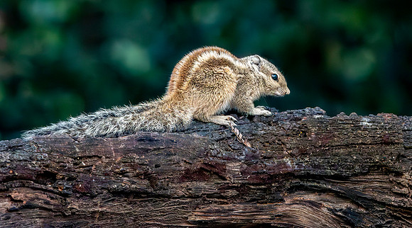 Three striped palm squirrel