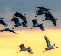 Common crane / Eurasian crane