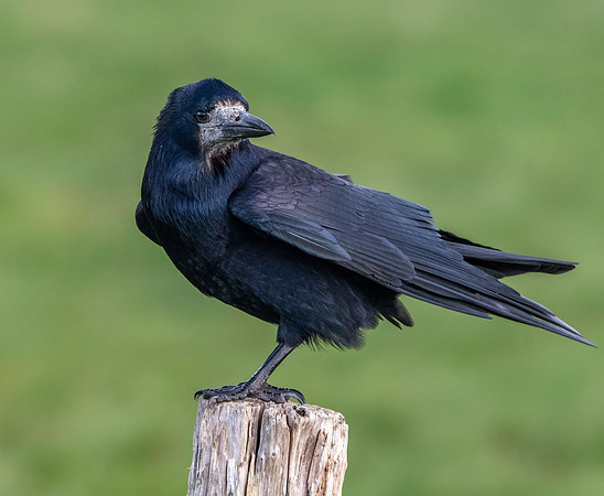 Rook