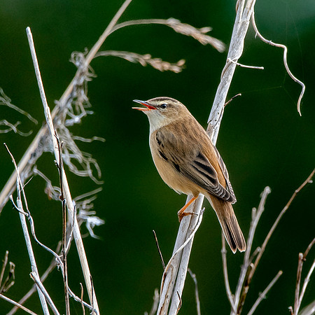 Sedge warbler