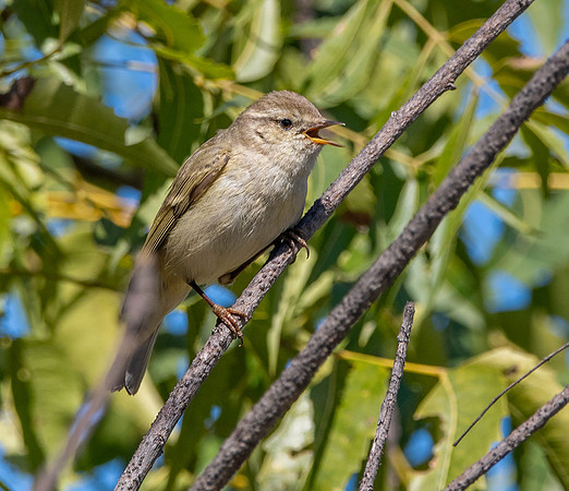 Hume's leaf warbler