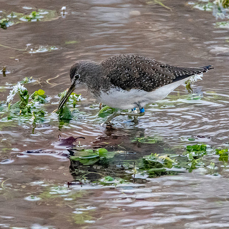 Green sandpiper