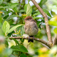 Blackcap. juvenile