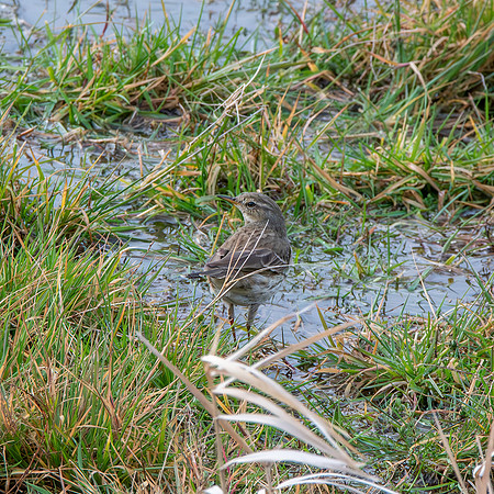 Water pipit