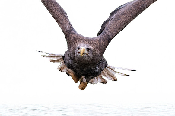 White tailed sea eagle