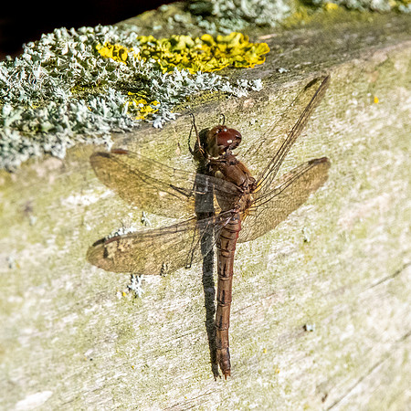 Common darter