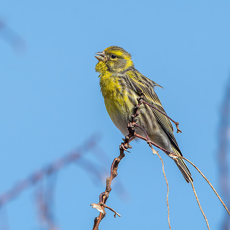 European Serin