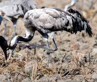 Common crane / Eurasian crane