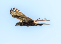 Marsh harrier