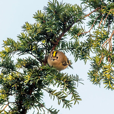 Goldcrest