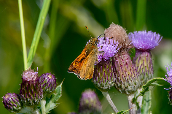Large skipper