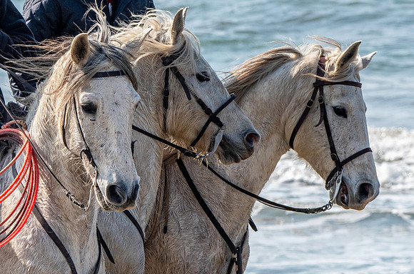 Camargue white horse