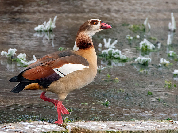 Egyptian goose