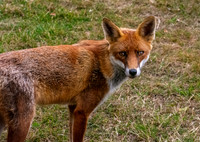 Red fox