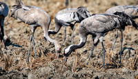 Common crane / Eurasian crane