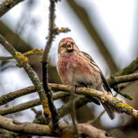 Lesser redpoll