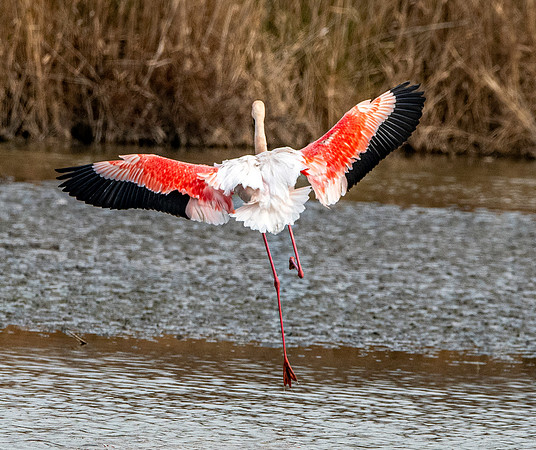 Greater flamingo