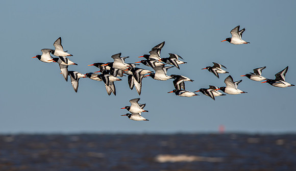 Oystercatchers in flight