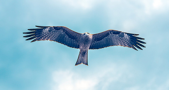 Black kite (Eastern – black eared)