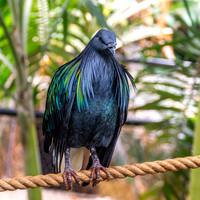 Nicobar pigeon