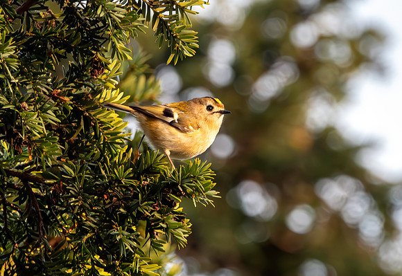 Goldcrest
