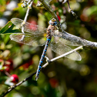 Migrant hawker