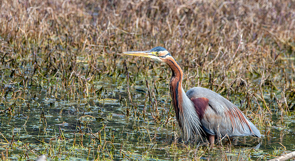 Purple heron
