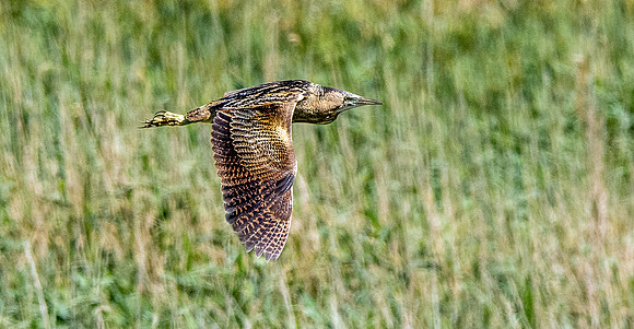 Great bittern