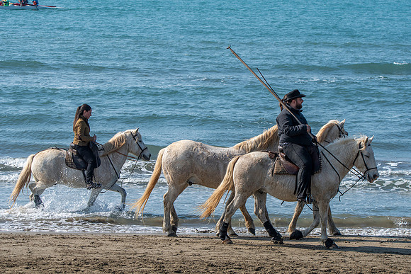 Camargue white horse