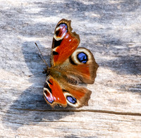Peacock butterfly