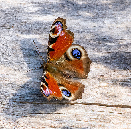 Peacock butterfly
